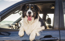 Hasil Penelitian: Bawa Anjing di Mobil, Penghilang Stres di Jalan