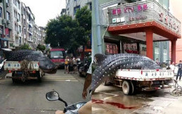  Nekat Bawa Hiu Mati Pakai Mobil Pickup, Pria Ini Masuk Bui