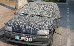 Kotoran Hewan Ternyata Bisa Bikin Rusak Cat Mobil