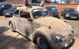 Berbulu dan Memiliki Kuping, VW Beetle Ini Tampil Menggemaskan