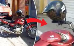 Aneh, Helm Motor Jadi Sarang Lebah