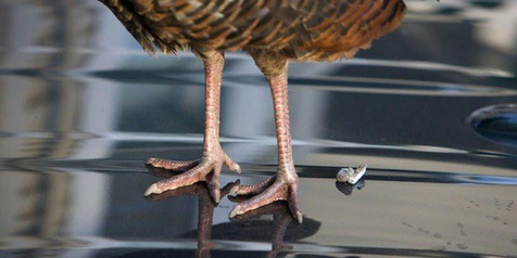 Bahaya, Kotoran Burung Pada Cat Kendaraan