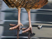 Bahaya, Kotoran Burung Pada Cat Kendaraan