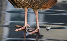 Bahaya, Kotoran Burung Pada Cat Kendaraan
