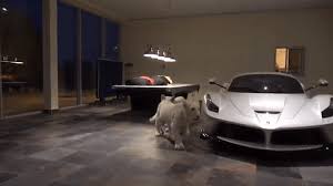 2 Singa Putih Kawal Garasi Mobil Saudagar Arab