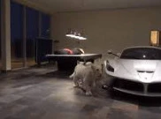 2 Singa Putih Kawal Garasi Mobil Saudagar Arab