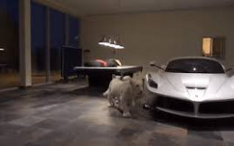 2 Singa Putih Kawal Garasi Mobil Saudagar Arab