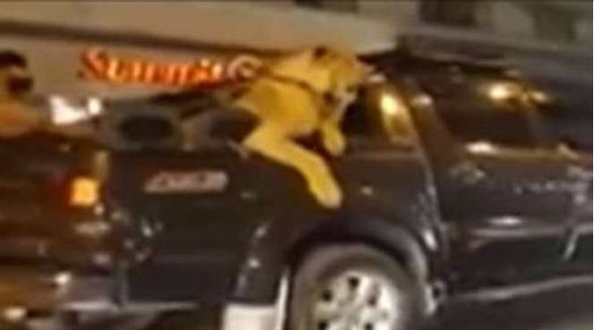 Ngeri, Pemilik Mobil Ini Ajak Singa Jalan-jalan