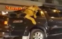 Ngeri, Pemilik Mobil Ini Ajak Singa Jalan-jalan