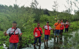 Klub Toyota Calya Indonesia Lakukan Kegiatan Penanaman Mangrove