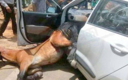 Gara-gara Kepanasan, Kuda Ini Nekat Masuk ke dalam Mobil