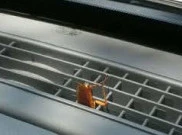 Cara Mujarab Usir Kecoak dari Mobil