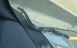 Lagi Asyik Mengemudi, Ular Berbisa Mendadak Muncul di Kap Mobil